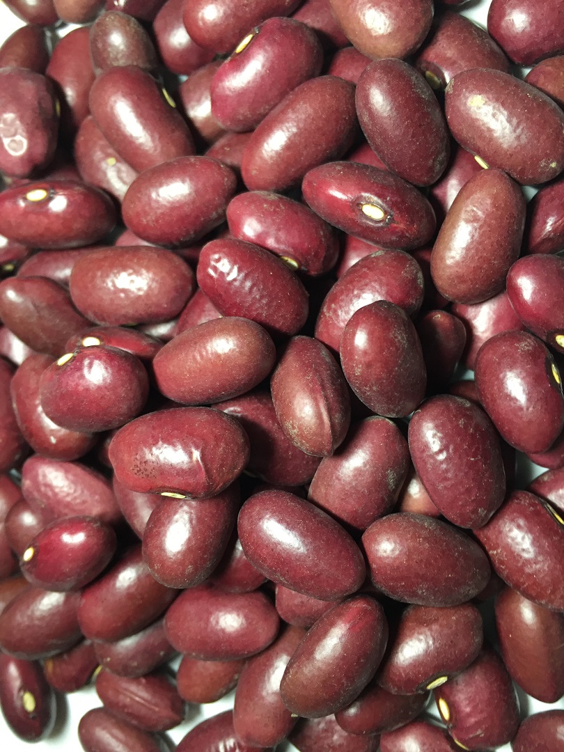 無農薬栽培「大正金時豆」 5kg – 農業生産法人（株）玉手農場 キタアカリ発祥の地